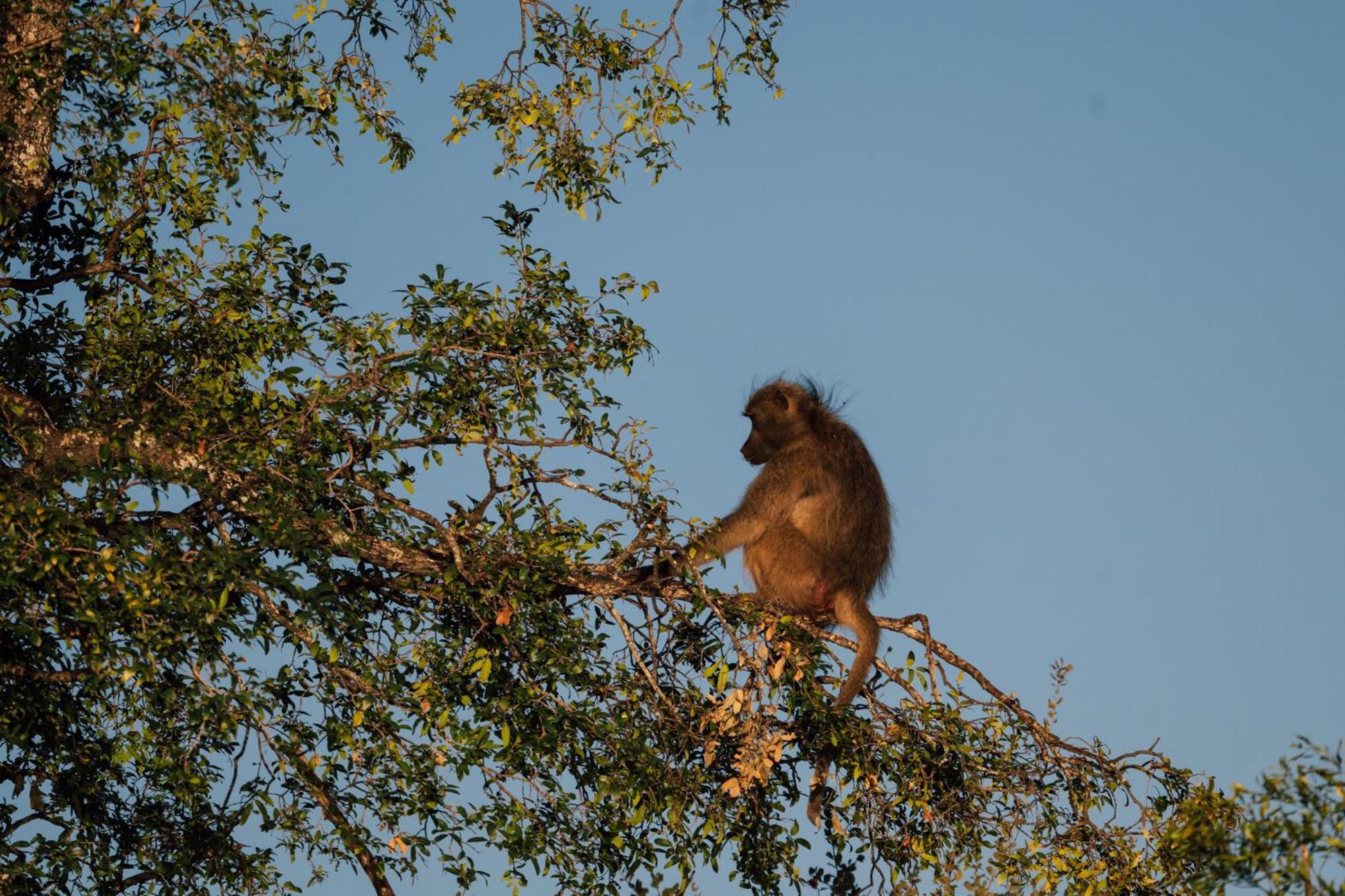 Chundukwa River Lodge - Self Catering House Livingstone Esterno foto